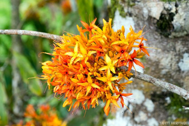 Arbre Ashoka, arbre sacré de l'Inde. Saraca indica © Tahiti Heritage