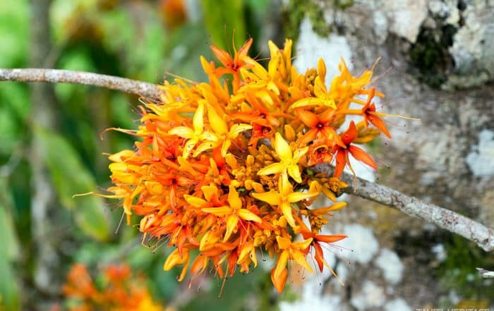 Arbre Ashoka, arbre sacré de l'Inde. Saraca indica © Tahiti Heritage
