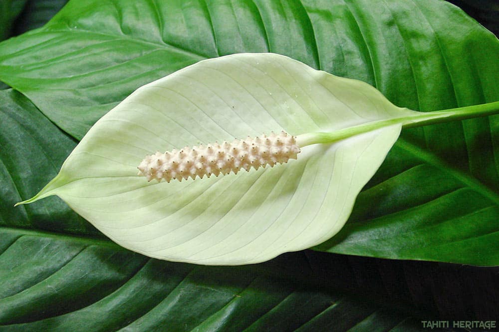 Fleur de lune - Spathiphyllum © Tahiti Heritage