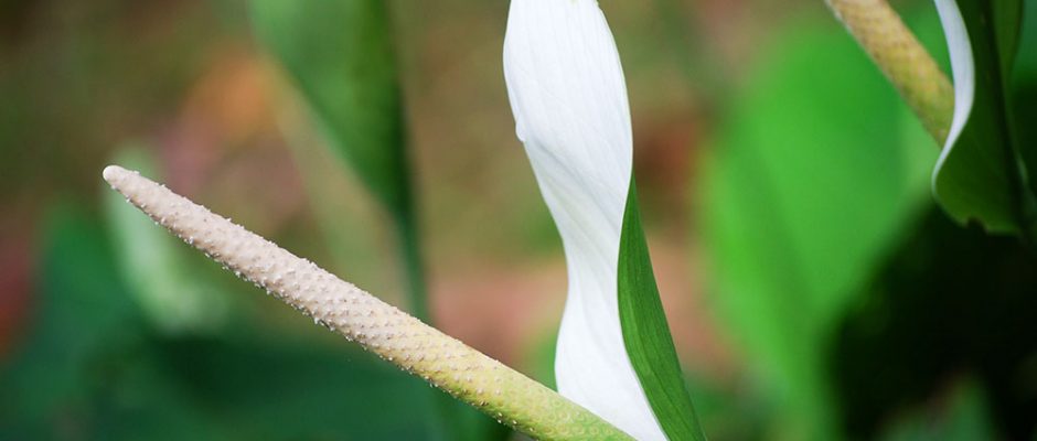Fleur de lune - Spathiphyllum © Tahiti Heritage