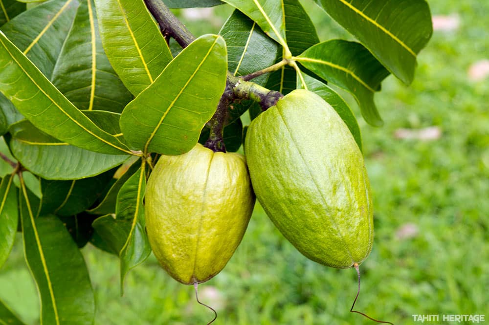 Pachira aquatica, Money Tree Plant © Tahiti Heritage