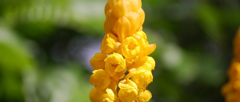 Senna alata, Dartrier © Tahiti Heritage