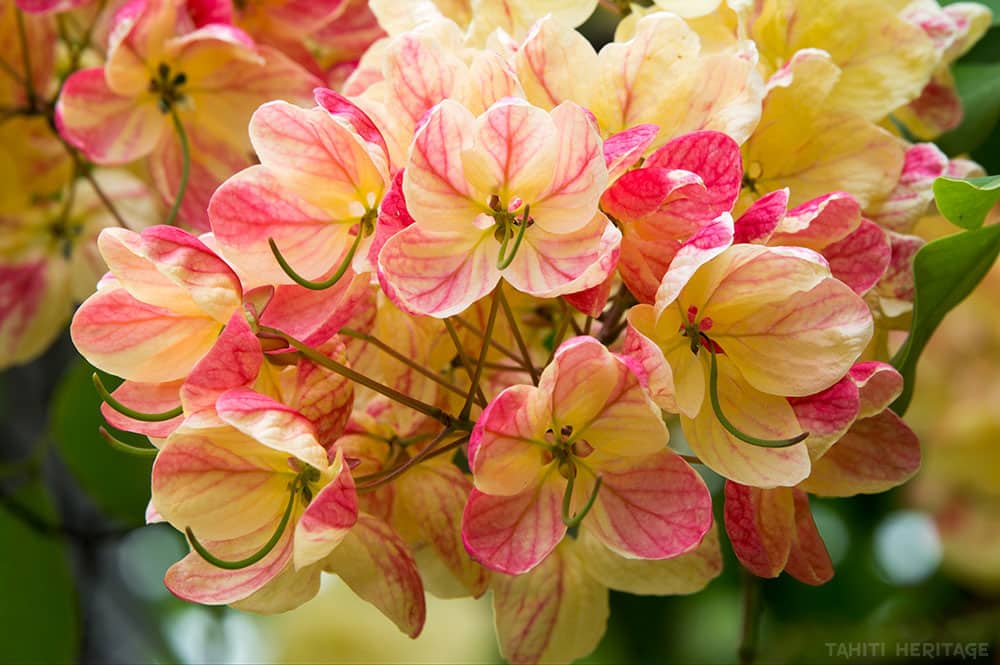 Fleurs de Cassia javanica © Tahiti Heritage