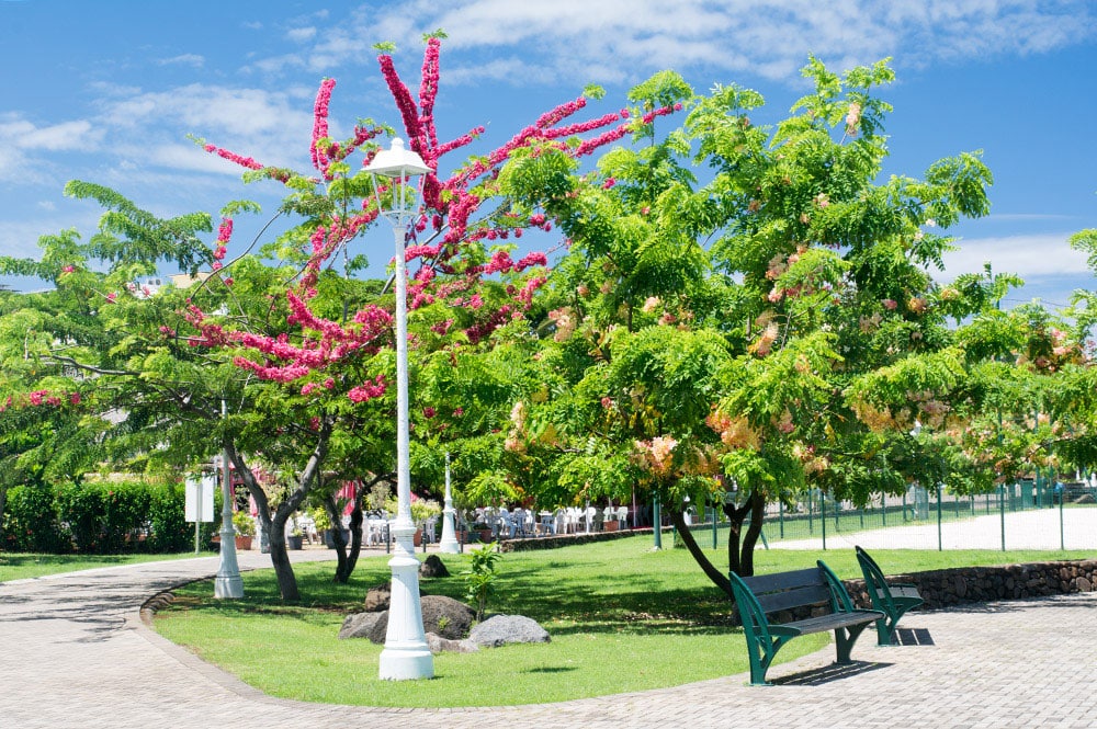 Cassia rose du Parc de Paofai à Papeete