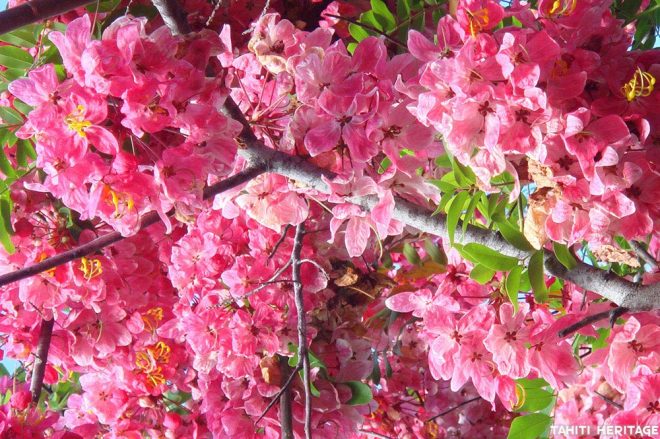 Cassia rose de Java, Cassia javanica © Tahiti Heritage