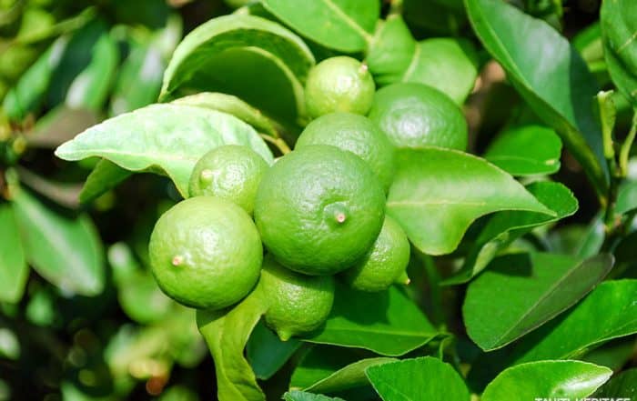 Citron vert de Tahiti, Citrus aurantifolia © Tahiti Heritage