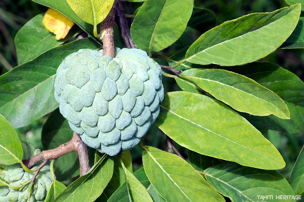 Pomme cannelle de Tahiti, Annona squamosa, Tapotapo. © Tahiti Heritage