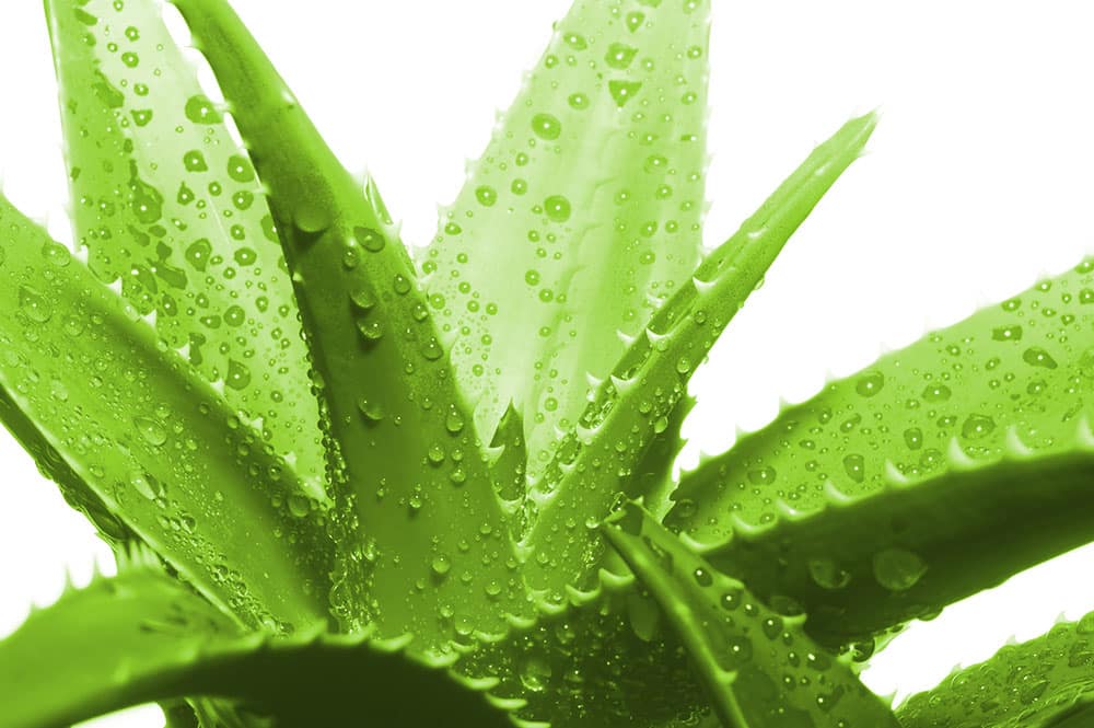 Aloe Vera