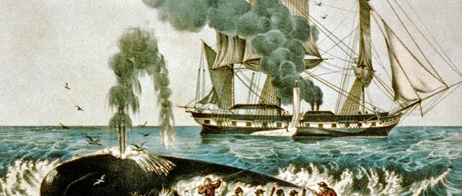 Scène de chasse à la baleine au XIXè siècle
