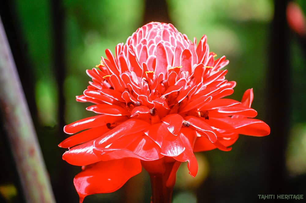 Rose de porcelaine - Etlingera elatior © Tahiti Heritage