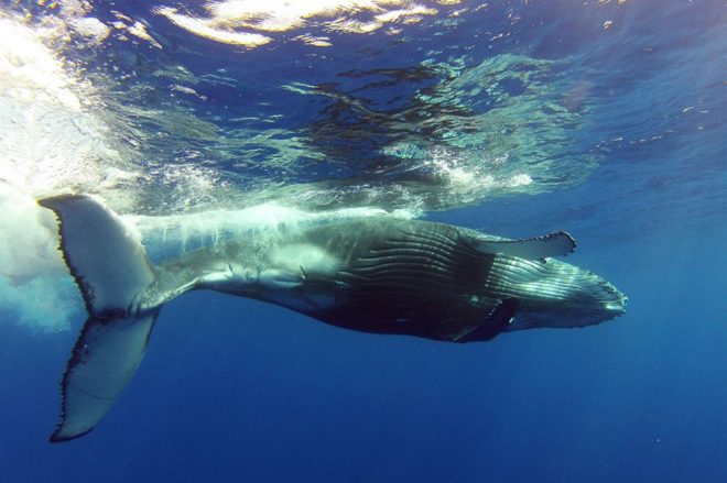 Légende de Kae et des baleines de Puturua. Photo Mata Tohora