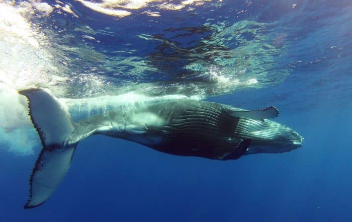 Légende de Kae et des baleines de Puturua. Photo Mata Tohora