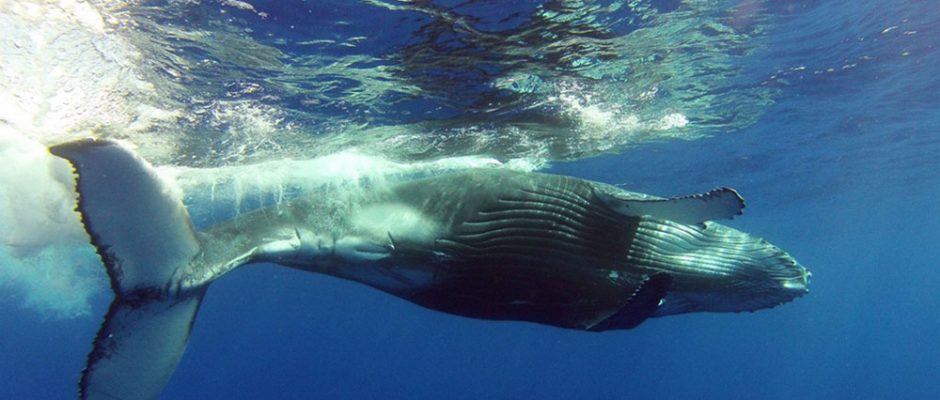 Légende de Kae et des baleines de Puturua. Photo Mata Tohora