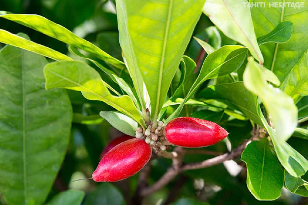 Fruit miraculeux - Miracle fruit - Synsepalum dulcificum © Tahiti Heritage