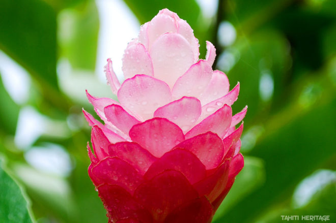 Alpinia purpurata, Opuhi rose de Tahiti © Tahiti Heritage