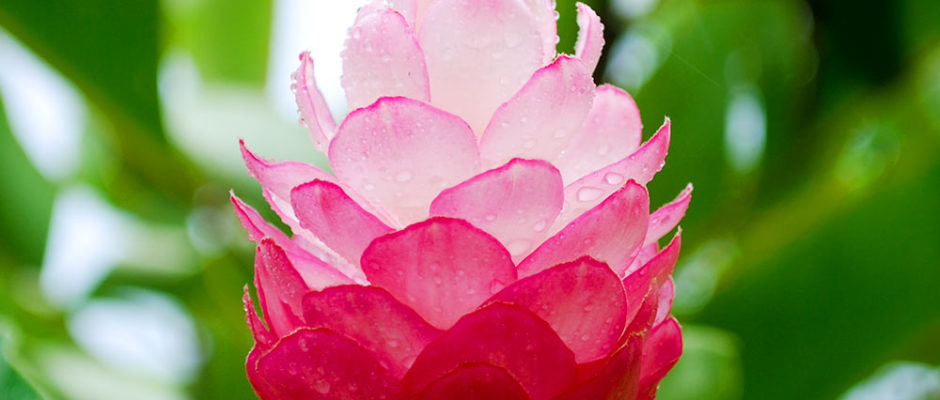 Alpinia purpurata, Opuhi rose de Tahiti © Tahiti Heritage