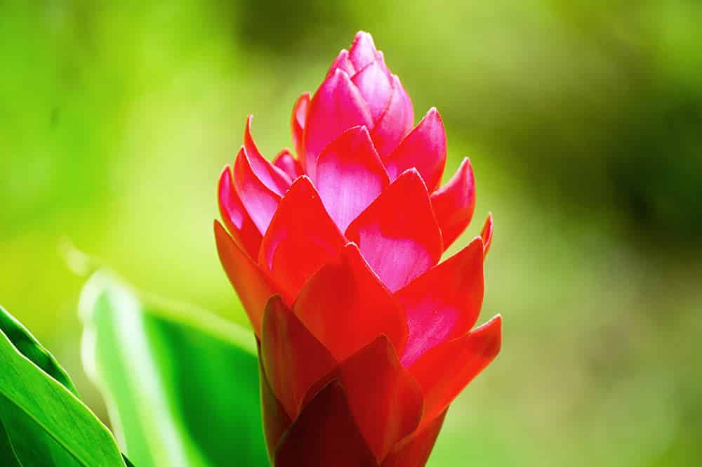 Alpinia purpurata, Opuhi de Tahiti