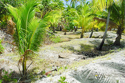 aménagement horticoles