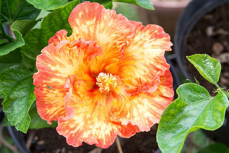 Hibiscus rosa sinensis, orange de Tahiti. © Tahiti Heritage