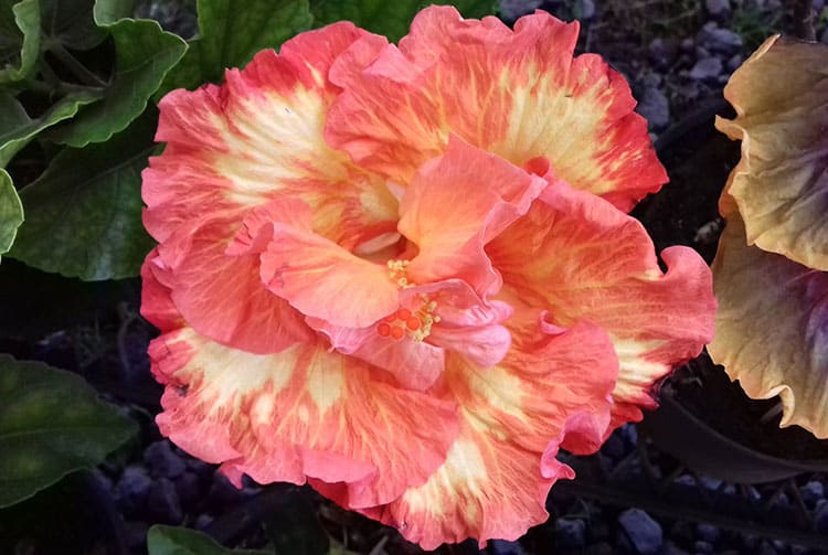 Hibiscus rosa sinensis de Tahiti.