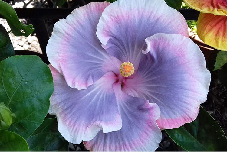 Hibiscus rosa sinensis, orange de Tahiti. © Tahiti Heritage