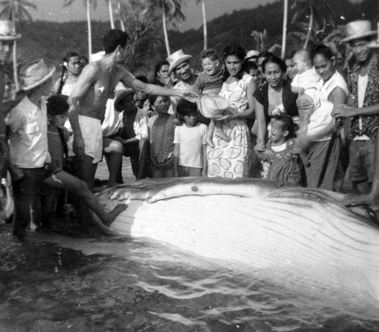 Partage de la baleine à Rurutu en 1950