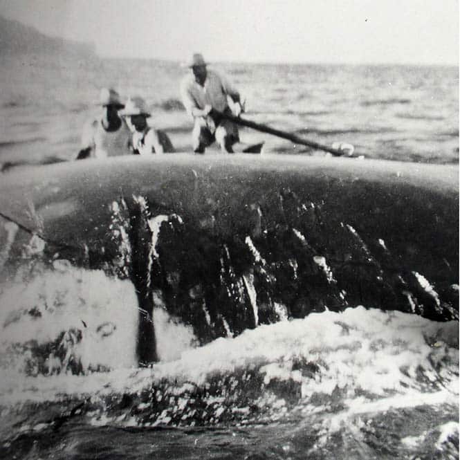 Pêche à la baleine à Rurutu en 1950