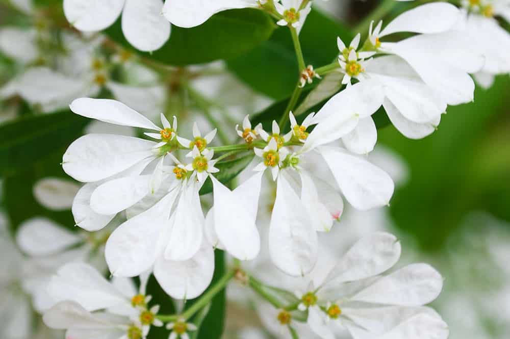 Petit poinsettia blanc, la boule de neige de Tahiti