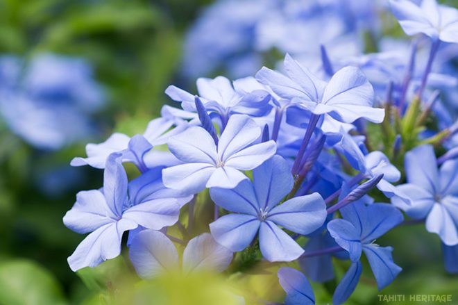 Plumbago auriculata de Tahiti © Tahiti Heritage