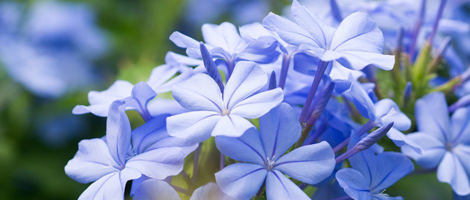 Plumbago auriculata de Tahiti © Tahiti Heritage