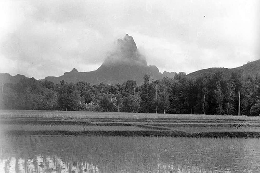 Rizières à Opunohu, Moorea, en 1932.. Photo Roger Parry