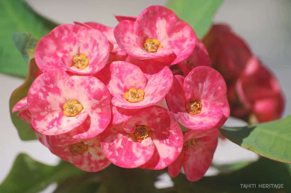 Euphorbia Milli, Epines du Christ. © Tahiti Heritage