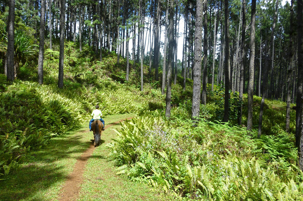 Foret de pinus de Toovi, à Nuku Hiva. Photo sandrineetclementauxmarquises