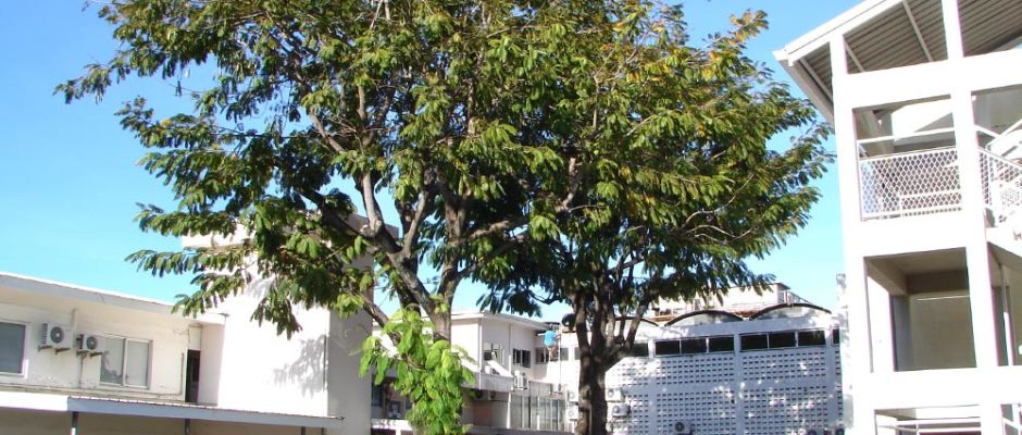 Parkia du centre hospitalier de Mamao en 2006