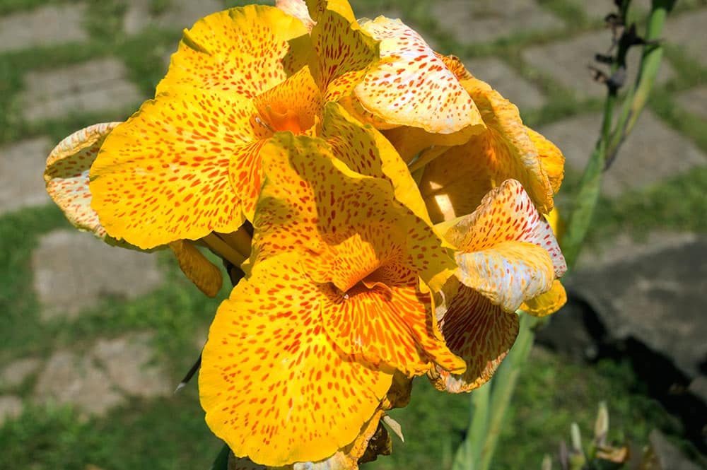 Canna jaune de Tahiti