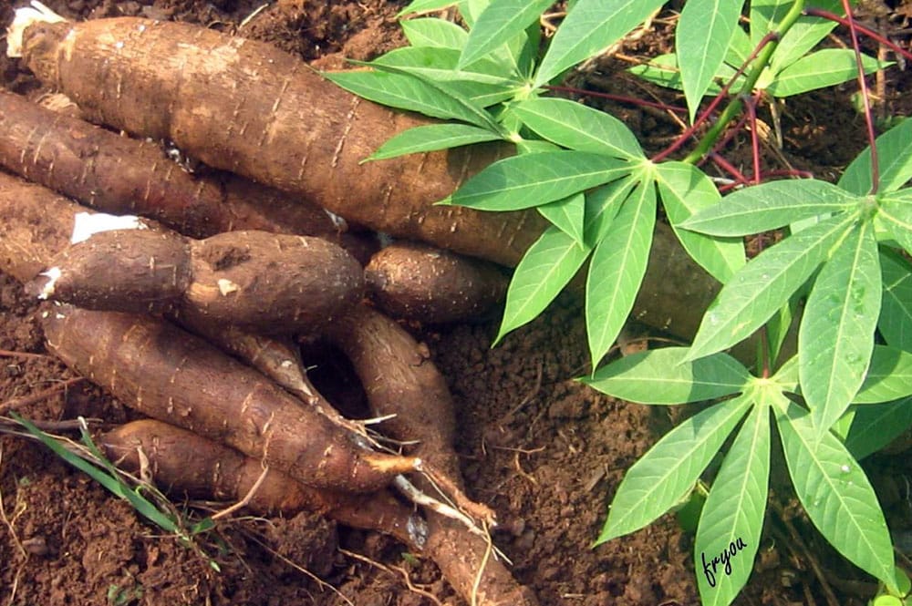 Tubercules de Manioc de Tahiti. Photo fryoa