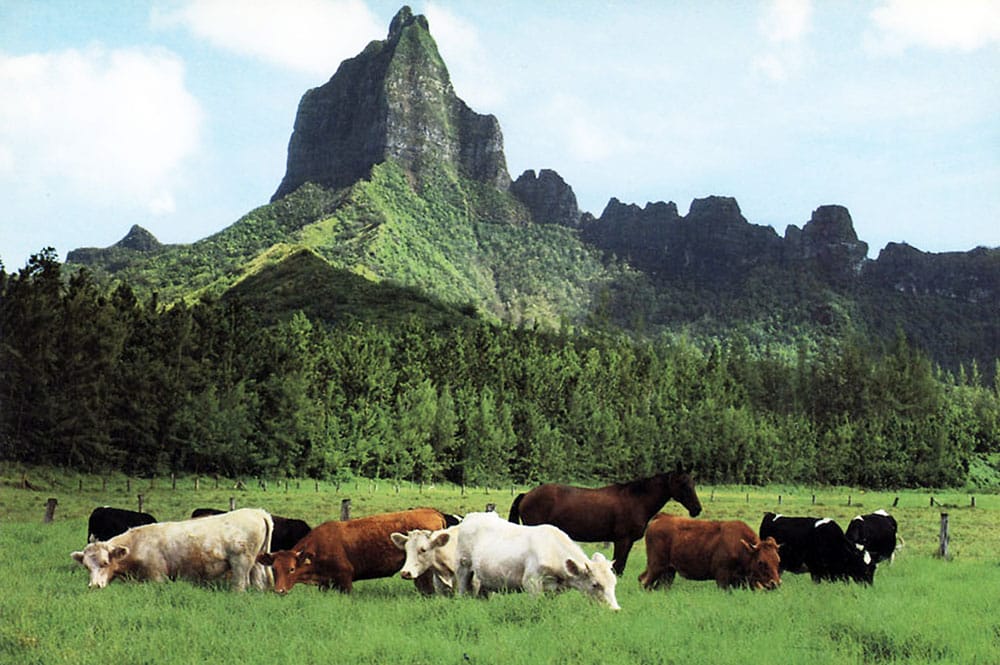 Domaine d'Opunohu et mont Moua roa à Moorea