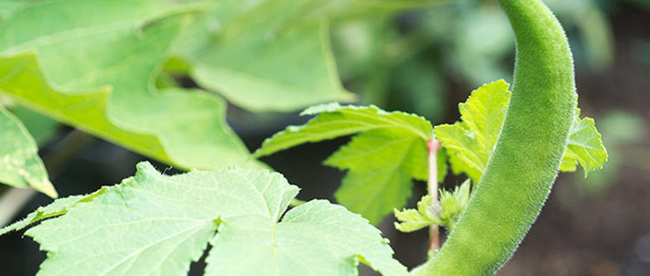 Gombo de tahiti . Abelmoschus esculentus © Tahiti Heritage