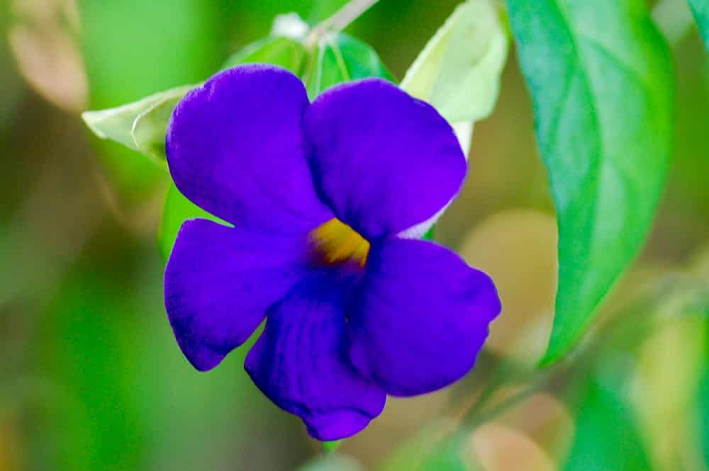 Thunbergia, Gueule de loup © Tahiti Heritage