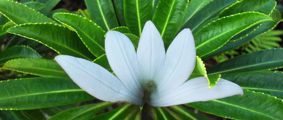 Tiare apetahi, fleur endémique de Polynésie française