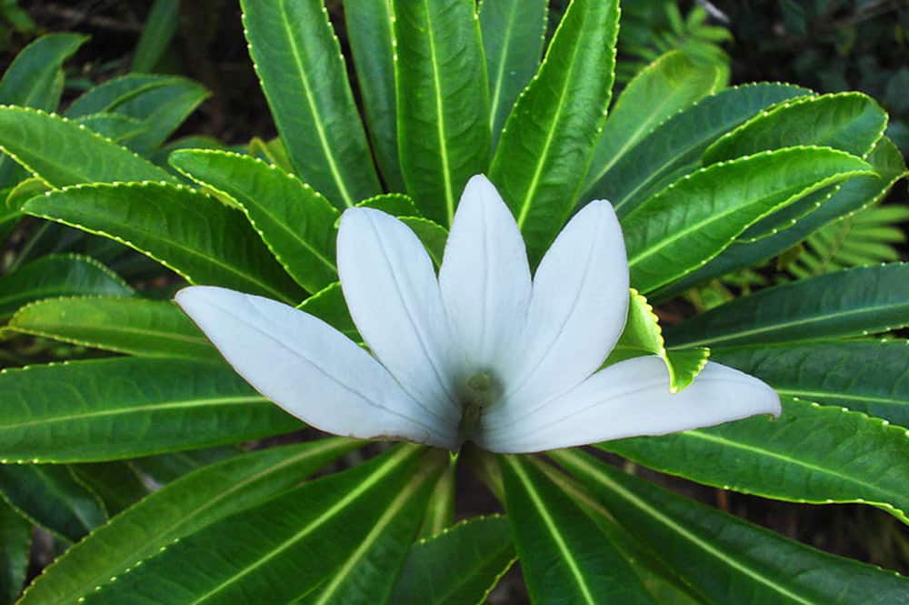 Tiare apetahi, fleur endémique de Polynésie française