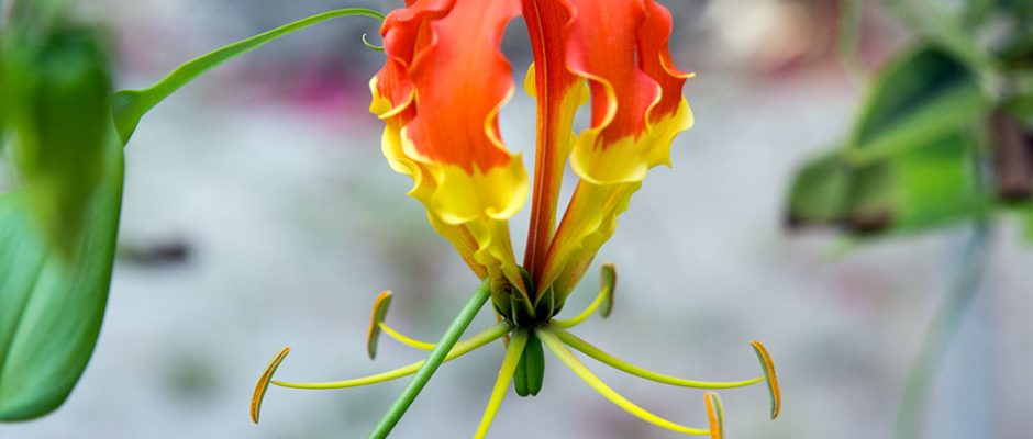 Lis de Malabar, Gloriosa superba © Tahiti Heritage