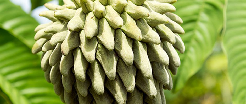 Rollinia, Anona © Tahiti Heritage