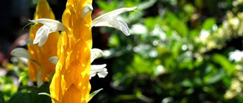 Pachystachys lutea, Chevrette jaune. Photo JP Simmonet