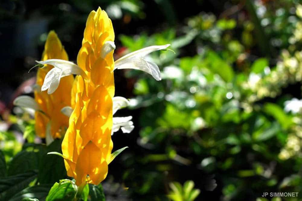 Pachystachys lutea, Chevrette jaune. Photo JP Simmonet