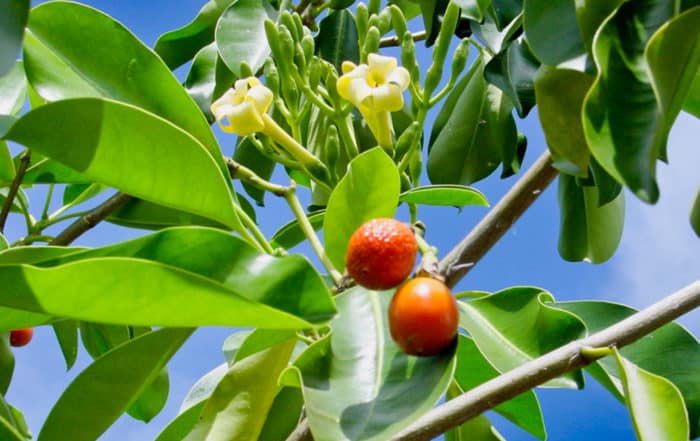 Pua de Tahiti, Fagraea berteroana © Tahiti Heritage