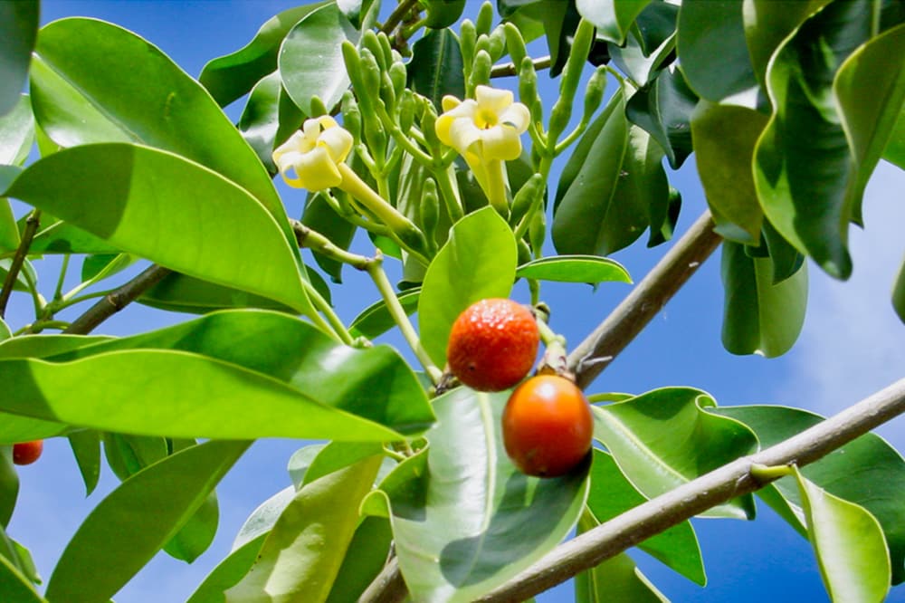 Fleur et fruit de pua