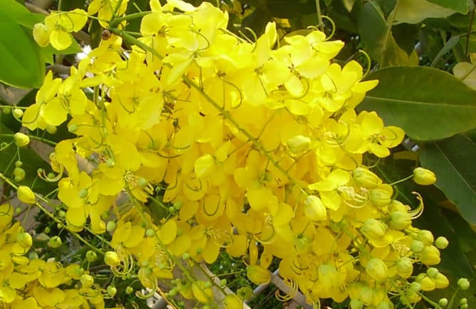 Cassier pluie d'or, Cassia fistula