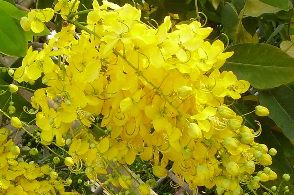 Cassier pluie d'or, Cassia fistula