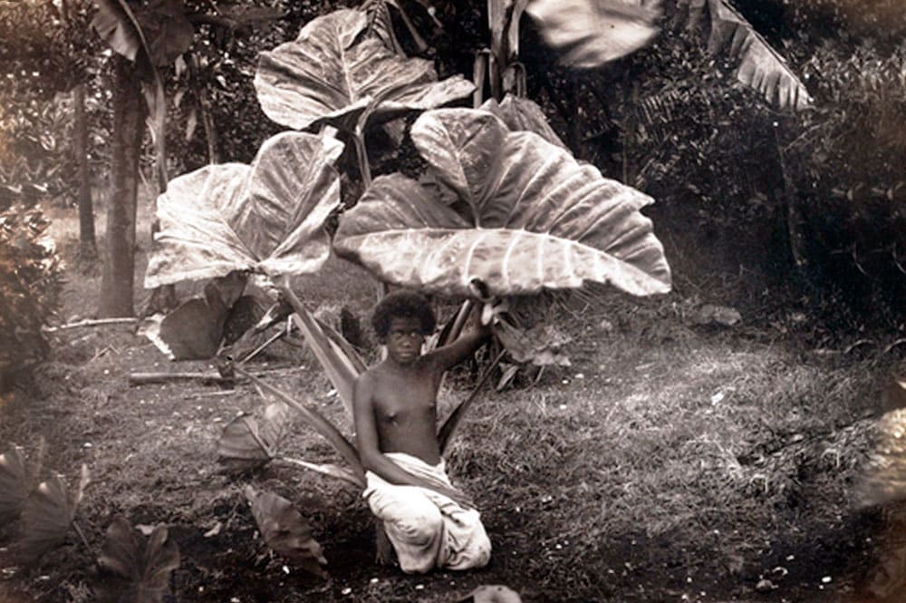A l'abri de la pluie sous les feuilles de taro. 1887